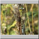 Aeshna cyanea - Blaugruene Mosaikjungfer m21.jpg